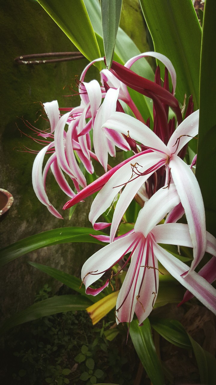nargis flower