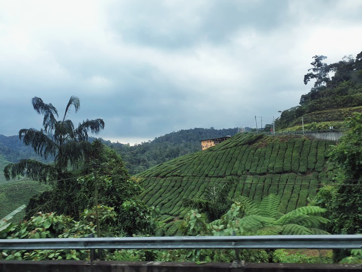 Tea hill
