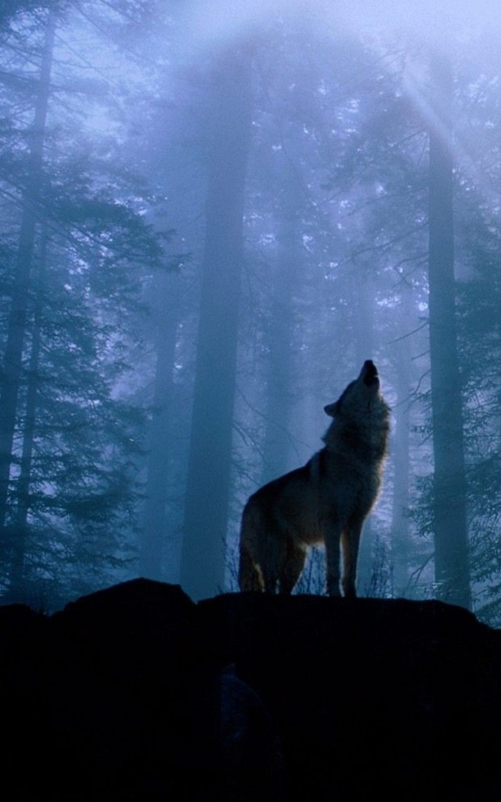 Howling Wolf