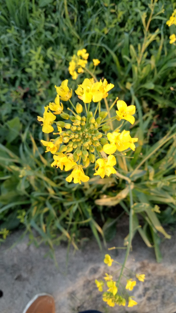 flowers