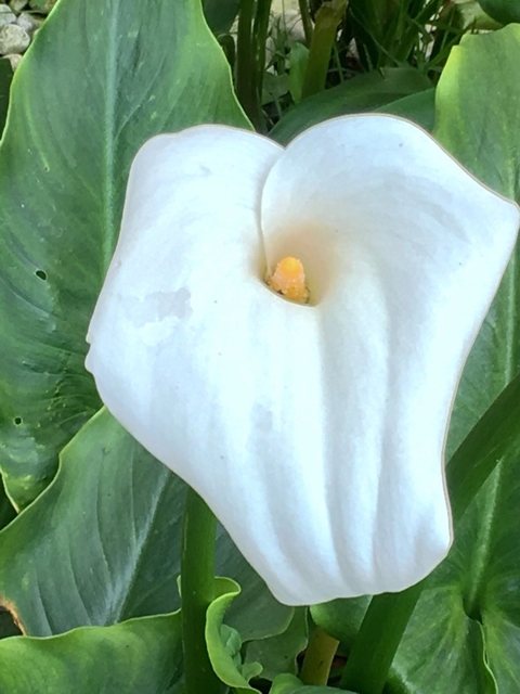 Flor - Foz (Lugo) - España