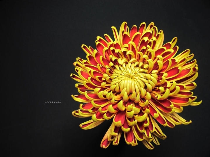 chrysanthemum  國王牡丹菊 ~  花語：清淨，高潔