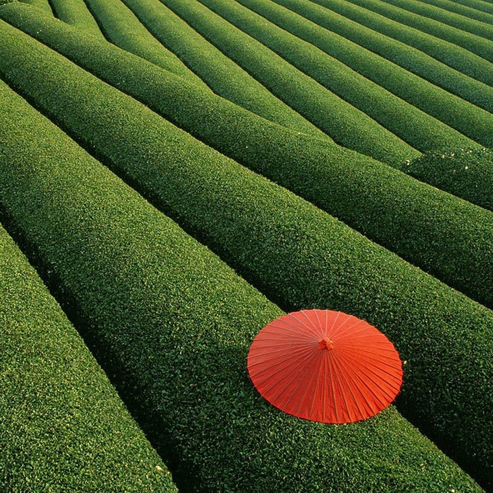 tea farm