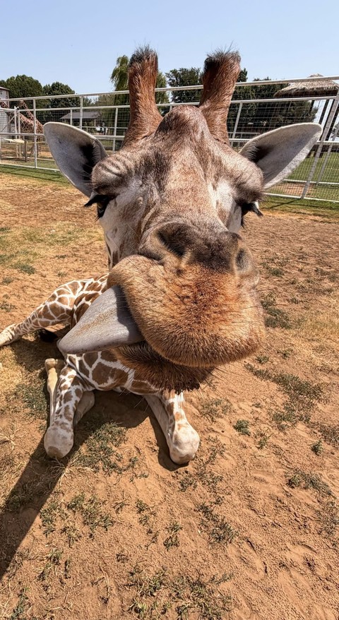 closeup, giraffe wallpapers