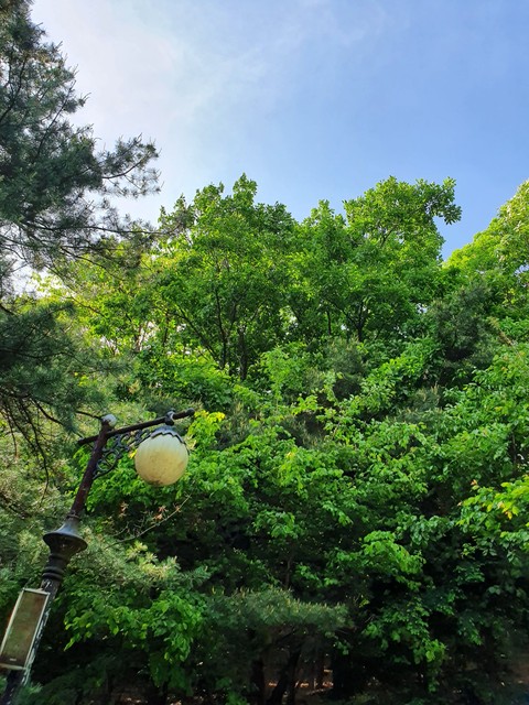 green, plant wallpapers