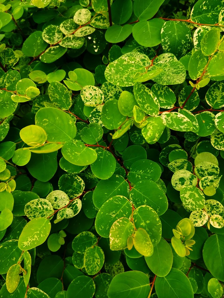 Green Viabrant