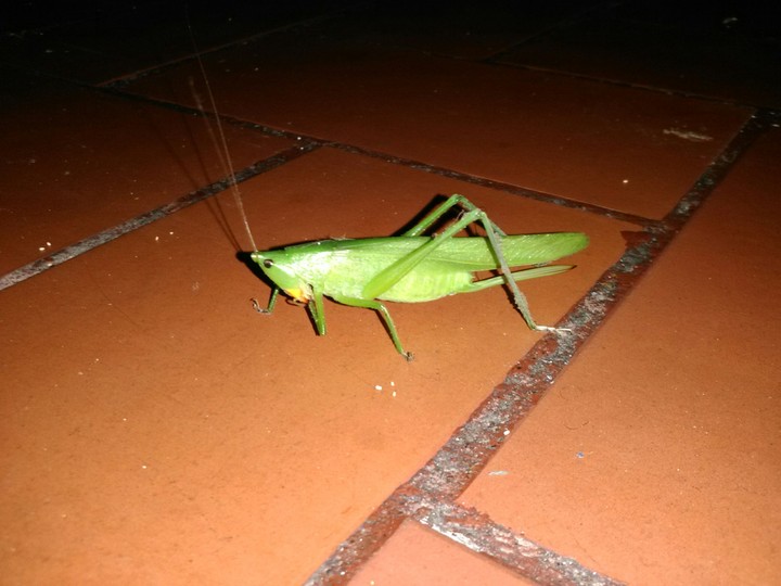 cricri