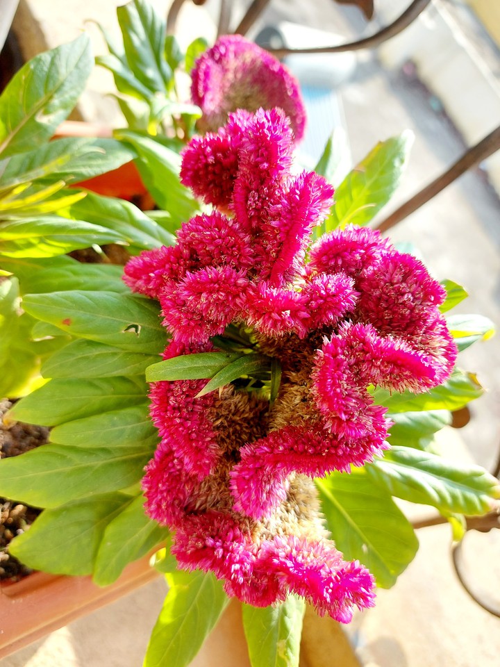 seed pollinated velvet plant