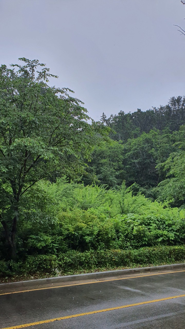 늘푸른(evergreen)