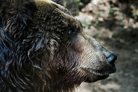 big bear