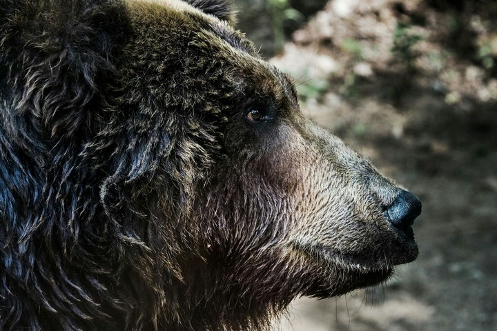 big bear