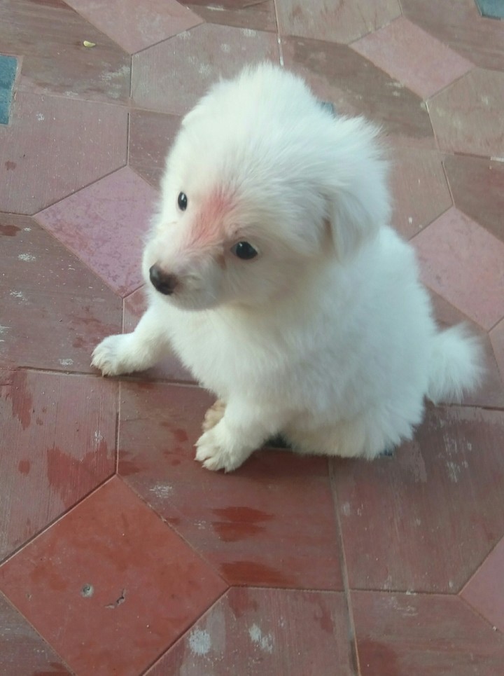 my puppy