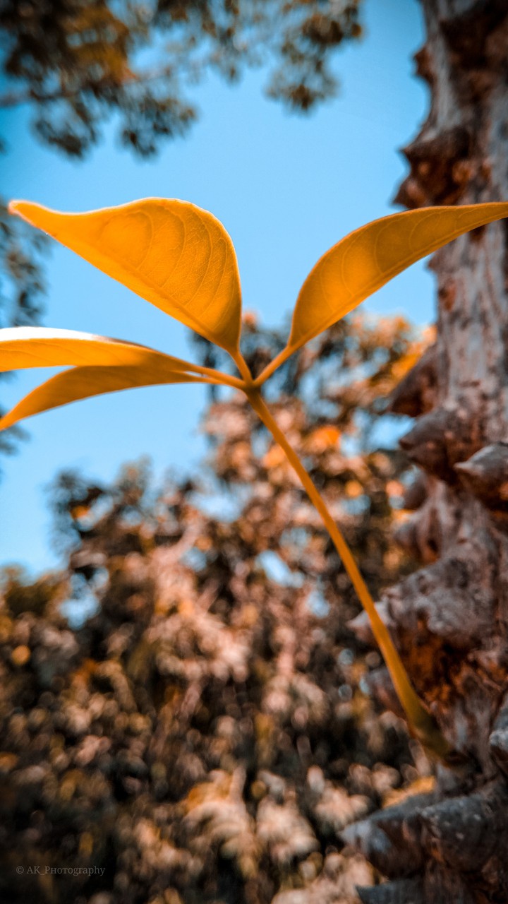Nature