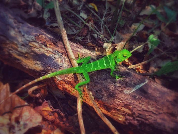 green lizard