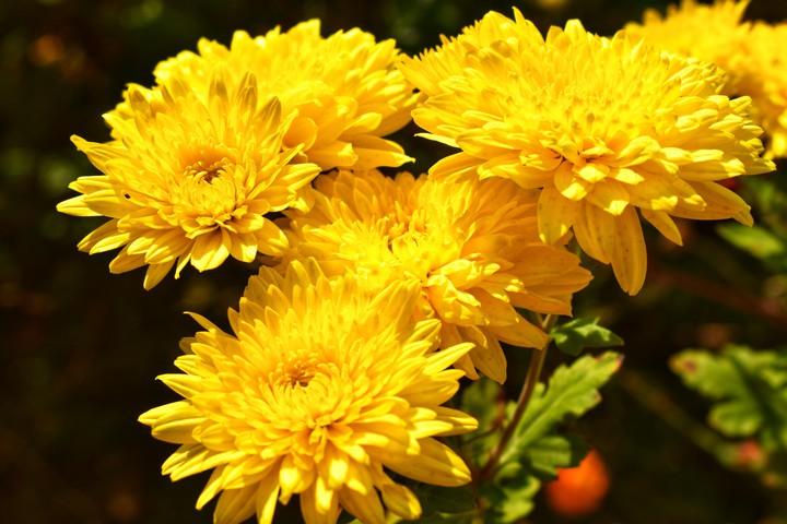 Flower