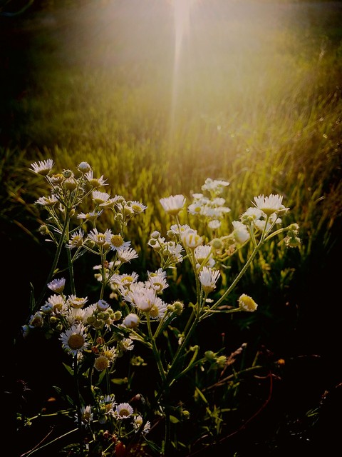 wild flowers