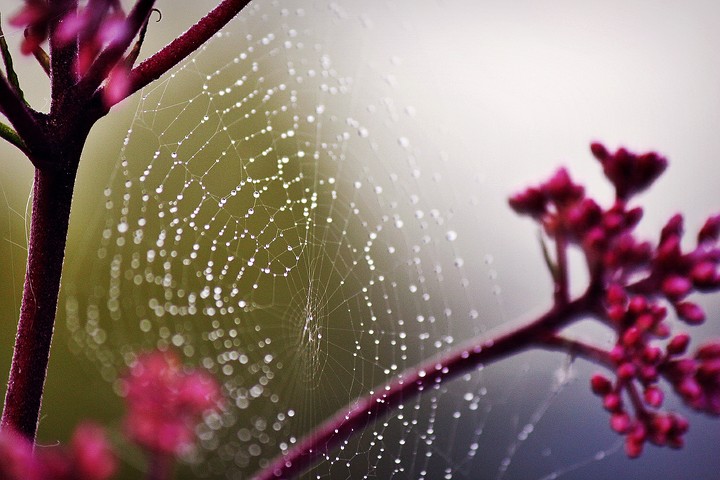 Web