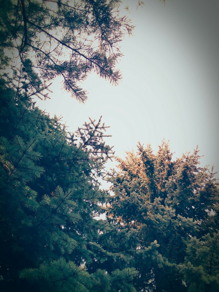 forest