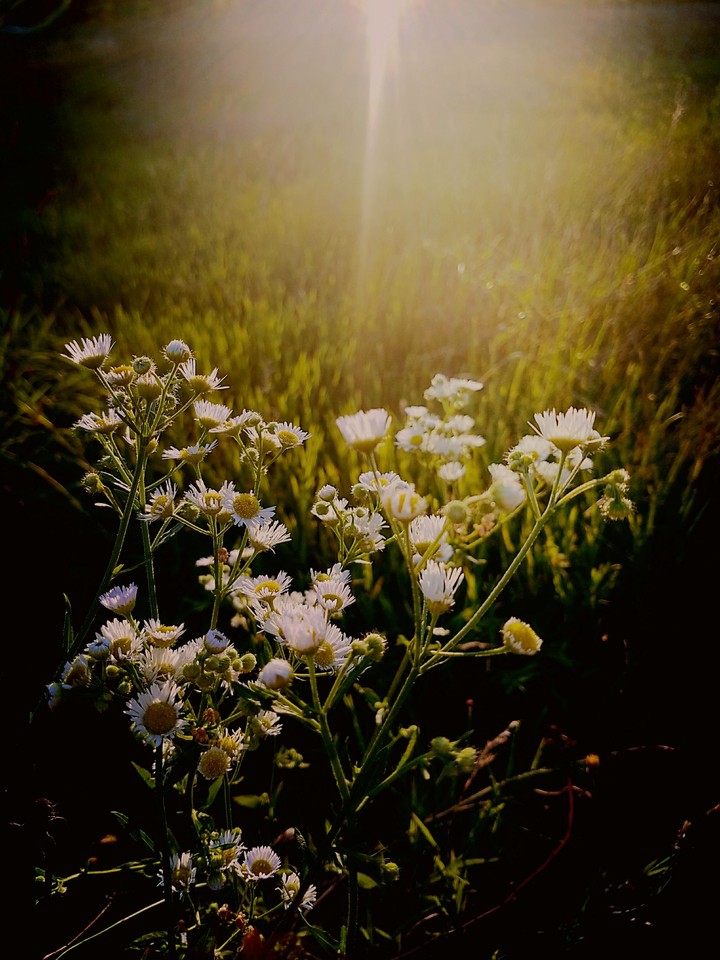 wild flowers