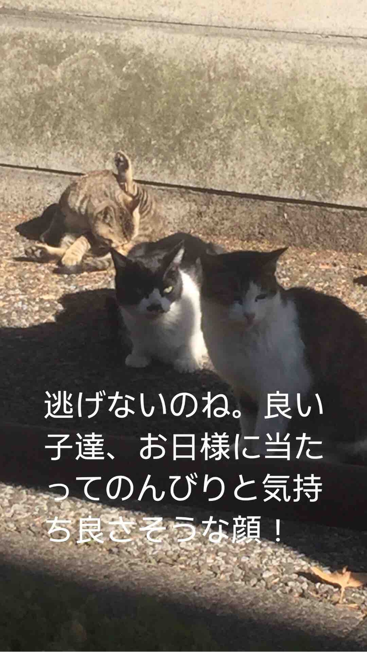 普段の生活で出会う猫ちゃん?
