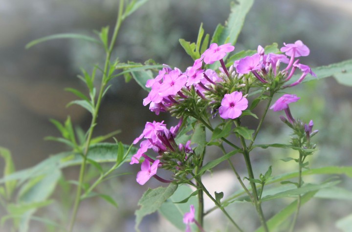 Wildflowers in Bloom