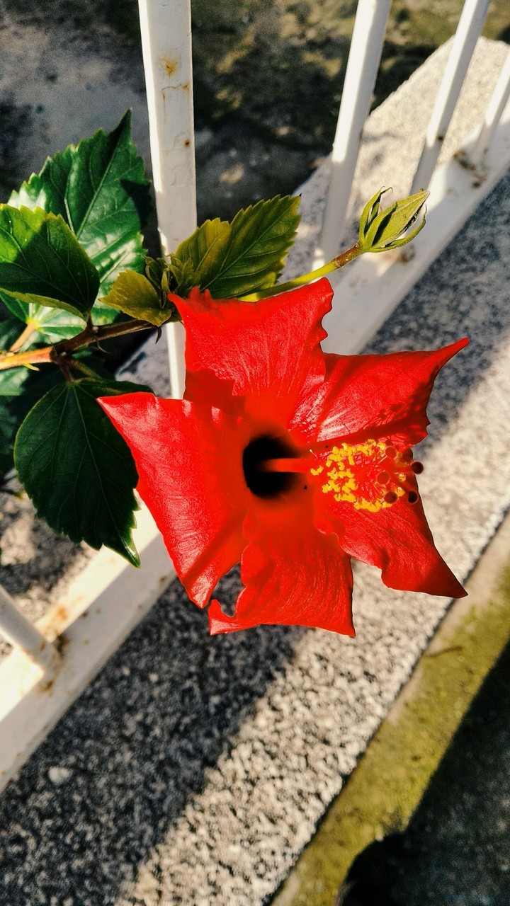 china rose