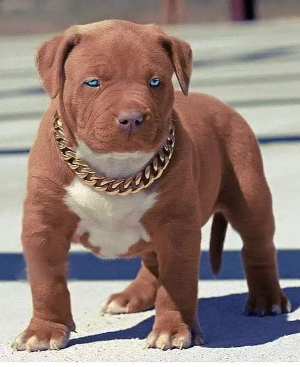 Jr