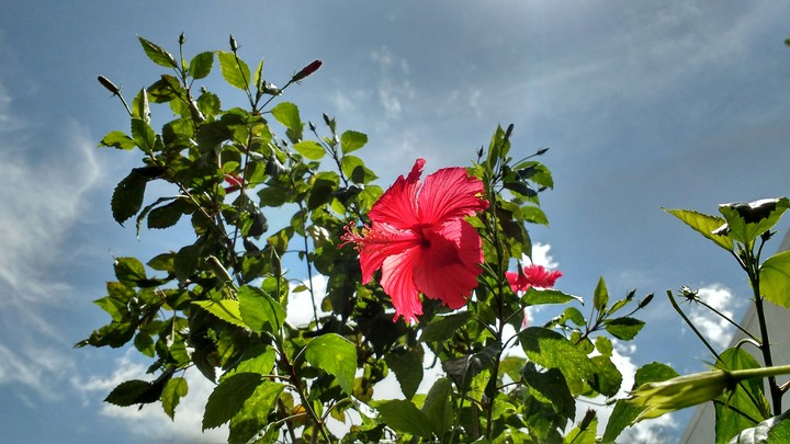 hibiscus