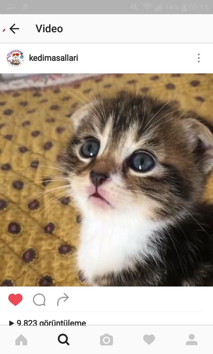 cat cute small baby