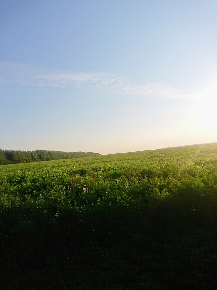 Field, Russian field...