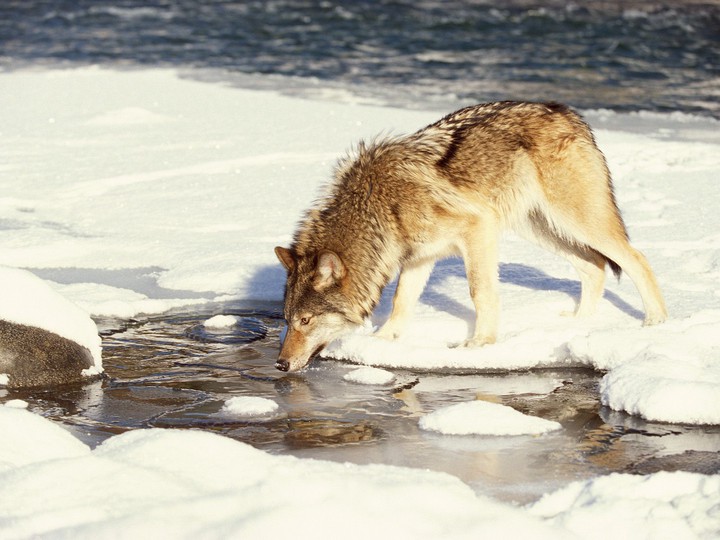 Winter Wolf