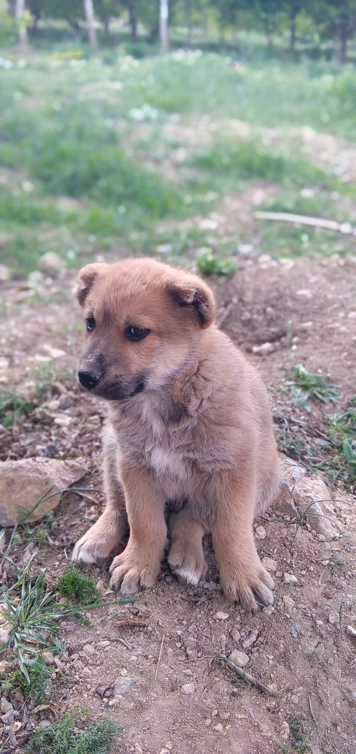 Cute puppy