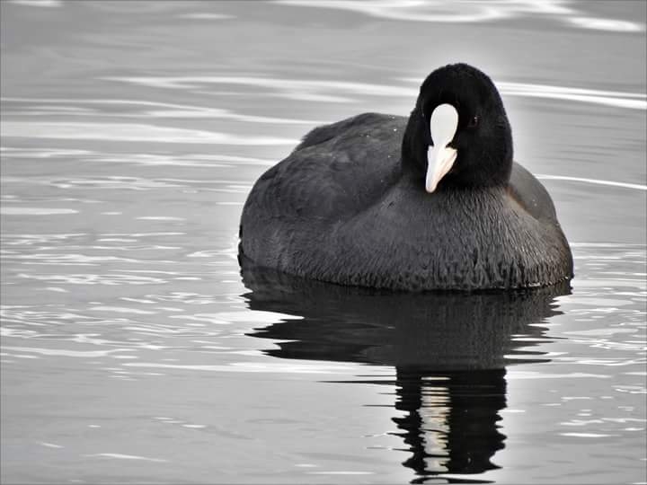 bird