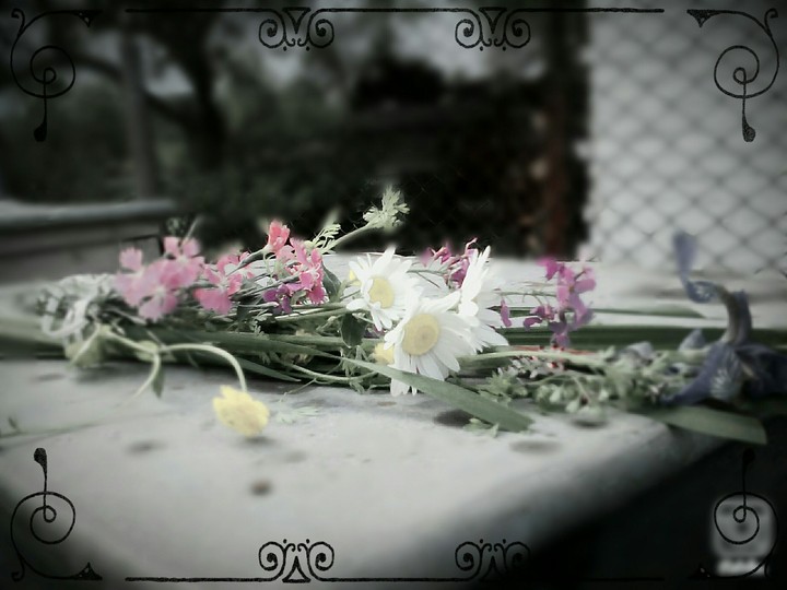 My flowers with dream✨