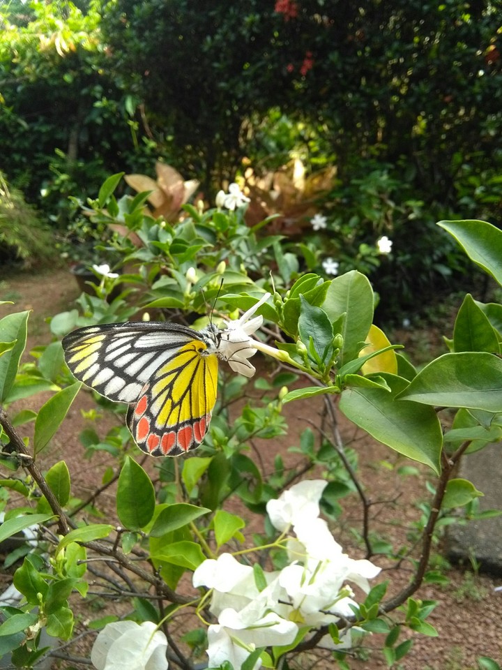 butterfly