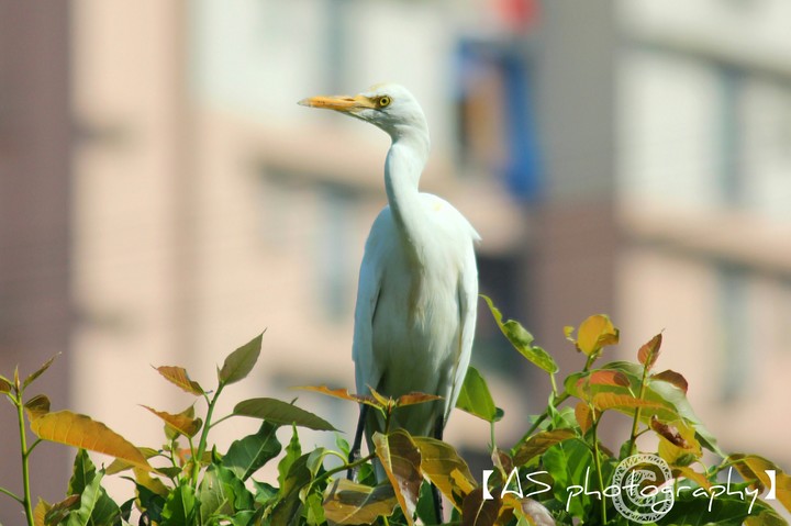 Wildlife in the city.
