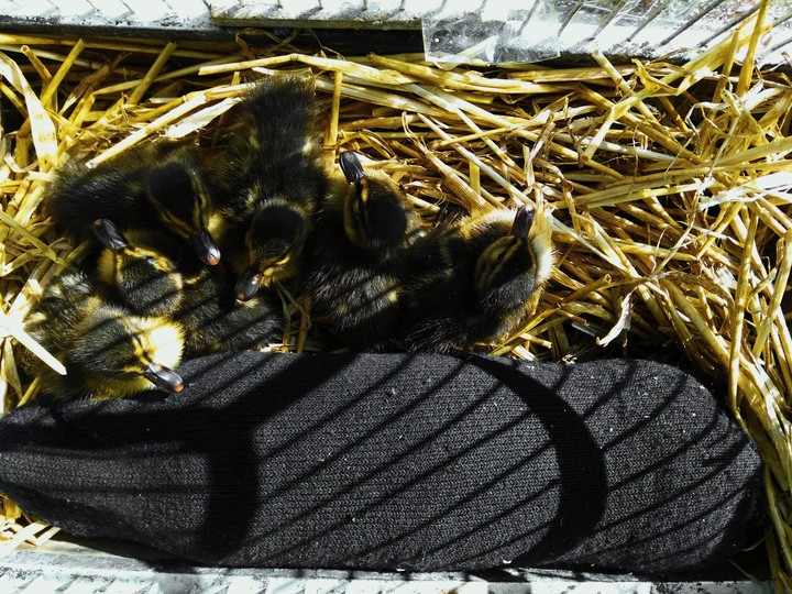 ducks #Alina