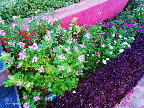 nature.. speechless creation of god..