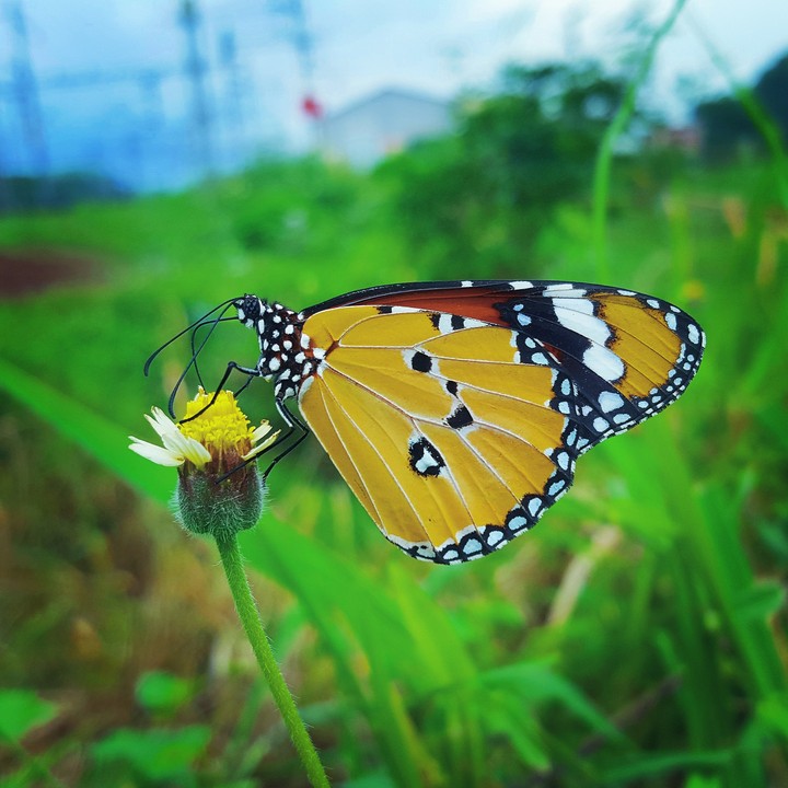 butterfly