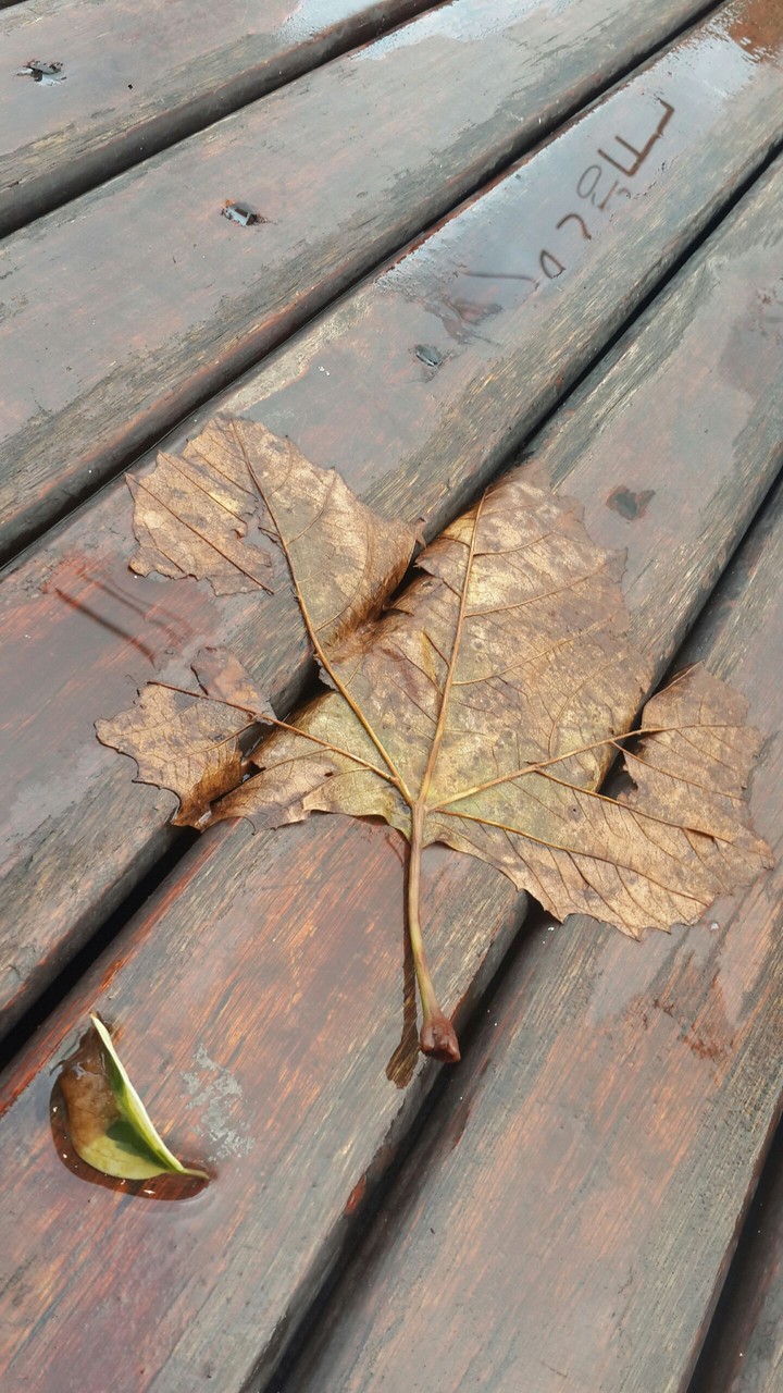 autumn