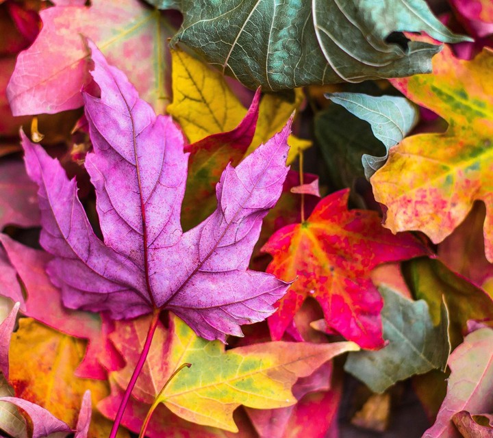 nature leafs