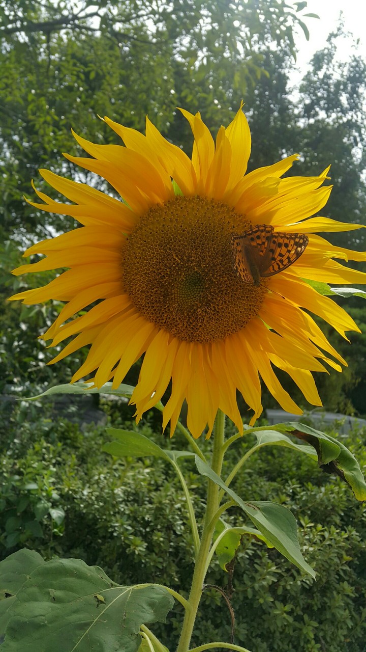 해바라기