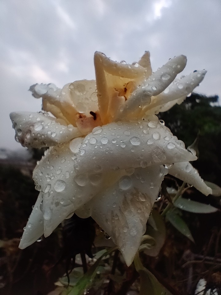 #rain #rose #drops #flower