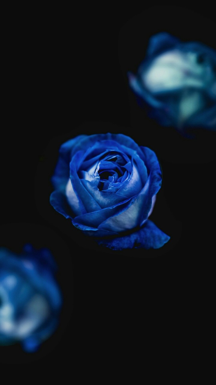 blue rose