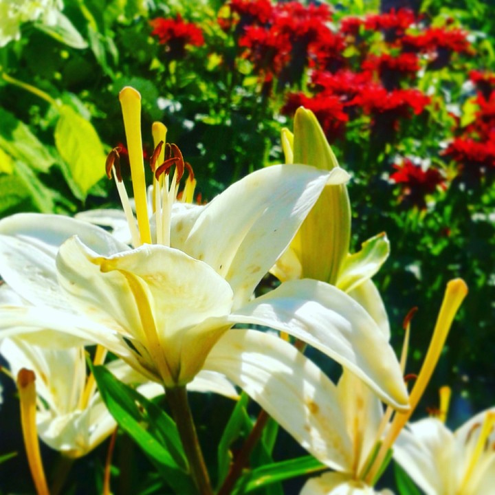 Bloom