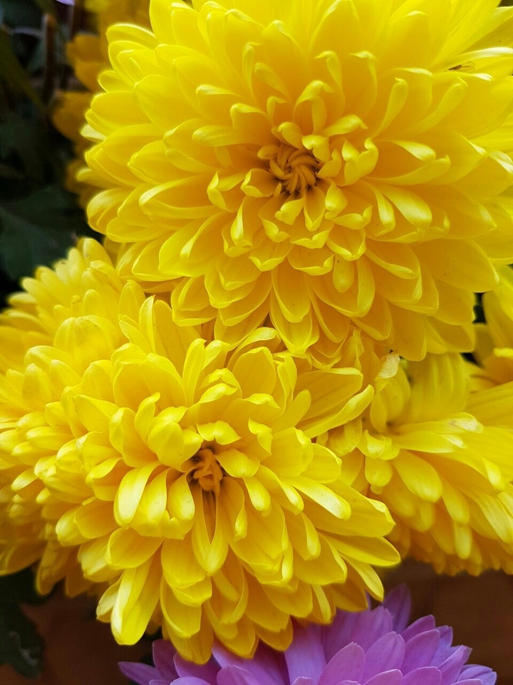 yellow
