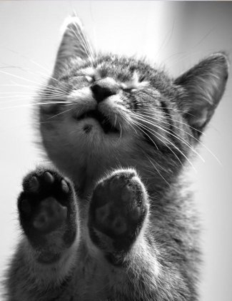 котенок