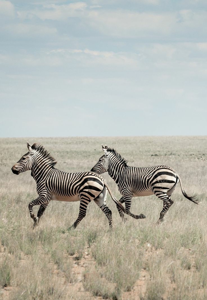 Zebras