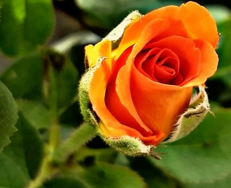 Love