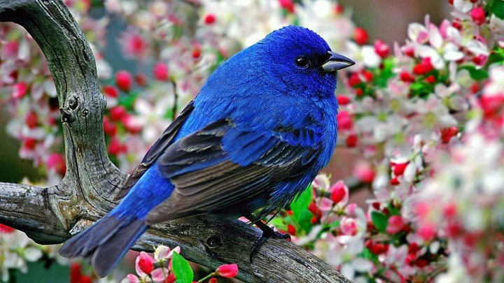 Bird...